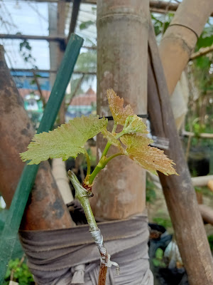 Saung ANGGUR - Jual Bibit Tanaman - Jebule