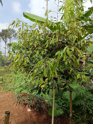 Sedia Bibit durian