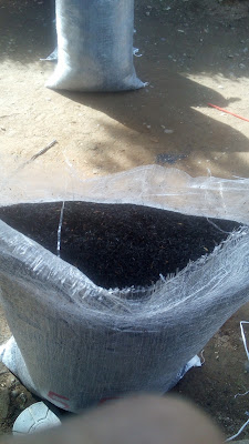 Sekam bakar