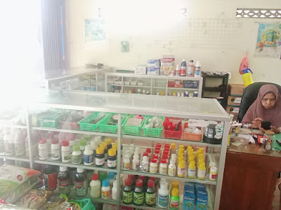 Selada Hidroponik dan Toko Pertanian Sinar Tani