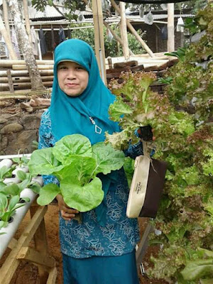 Sendy Hidroponik Kalibagor