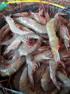 Shiny ikan/Udang laut Harian Fresh