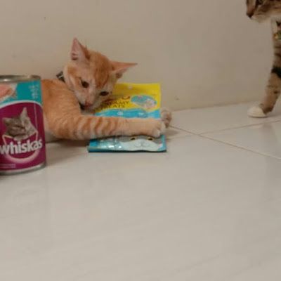 Si Bolang Baleng, Pets shop, pakan kucing