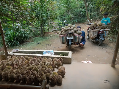 Sibi penjual sayuran
