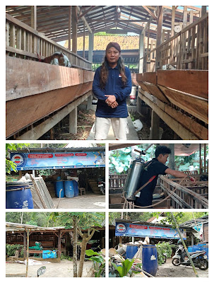 Sida maju farm