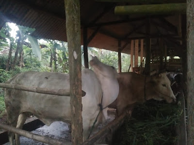 Siso/Soiman (Pedagang Sapi dan Kambing)