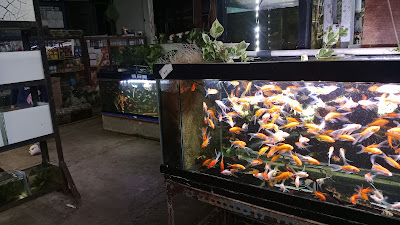 Sky Goldfish's