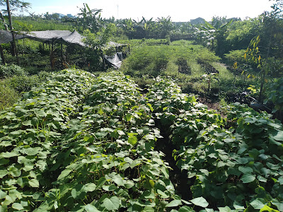 Slamet Bibit