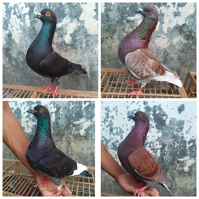 Slamet Merpati
