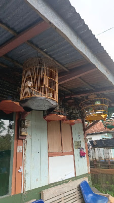SORUM DAN PETERNAK PERKUTUT