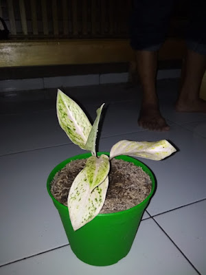 Soto Djoos Ibu Hany