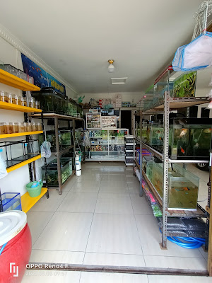 srandil aquarium