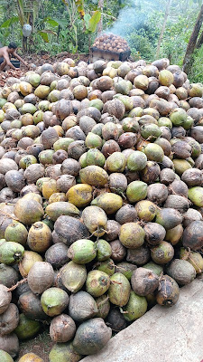 STAVIA KELAPA TUA