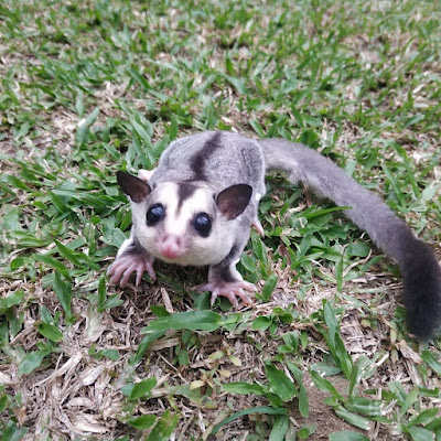 Sugar Glider Purwokerto Pets