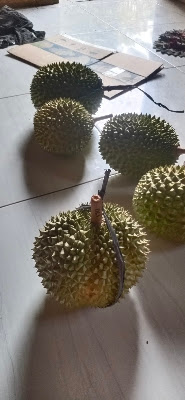 Suparno Bibit Durian