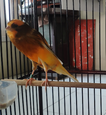Surya Bird Farm ( Murai Batu Trah Prestasi dan Kenari ) Purwokerto