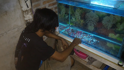 Suwarno Aquarium