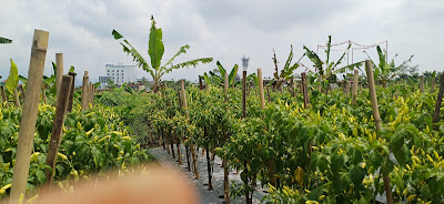 Taman Cabai Menara