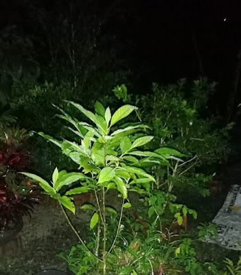 Taman Kantil Mas Kanan