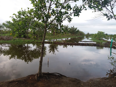 Tambak bapak kosim Tempat mancing harian dan borongan