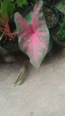 Tanaman Hias Bu Oli
