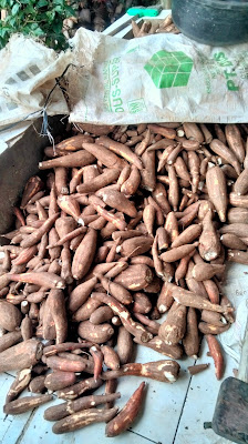 Tani dan ternak dombakuring farm