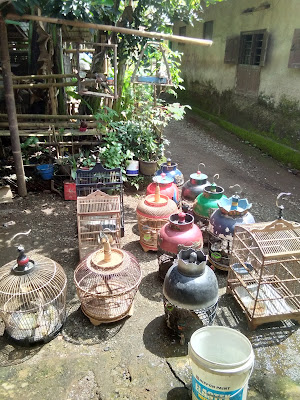 Tb. Rizqi, Purwasaba