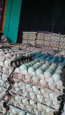 telor asin 2 sodara