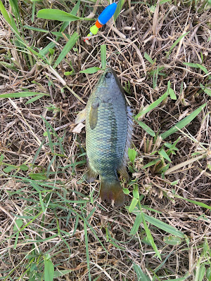 Free Fishing Spot