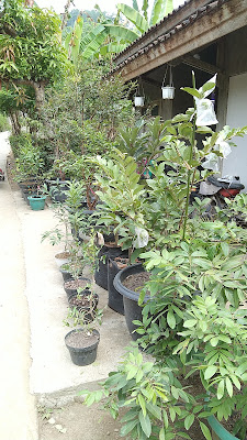 TERAS KEBUN LINTANG