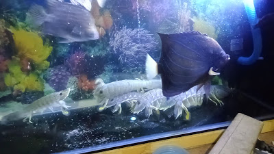 Tohari udang ronggeng