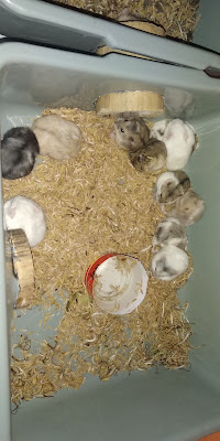 Toink Hamster & Tikus Putih / Mencit
