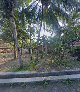 Toko awang bird