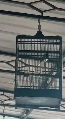 Toko benang Juan wifi(pakan burung)