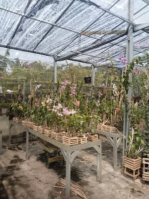 Toko Bunga Sekar Lumintir