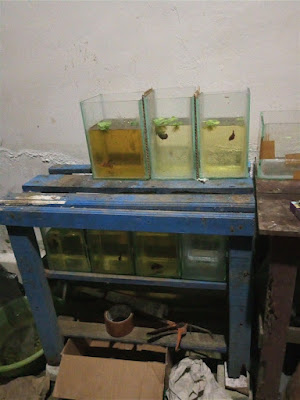Toko ikan Wadas tumpang