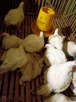 Toni Ayam Potong