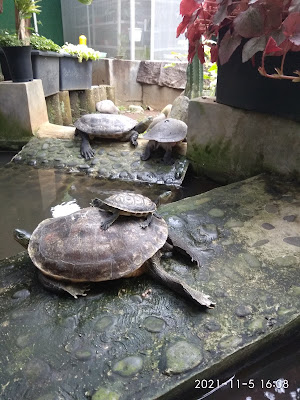 Tortuga Purwokerto