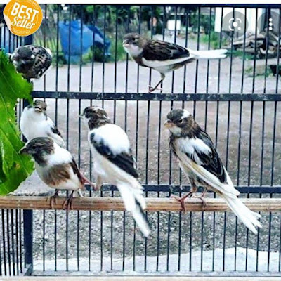 TOTO burung