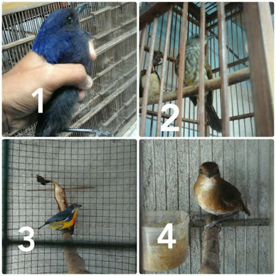 Toyo Bird Shop