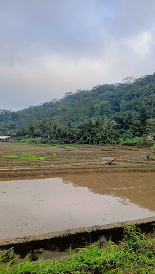 traktor sawah