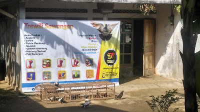 Trewili Sawangan
