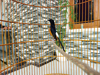 Trytom Bird Farm