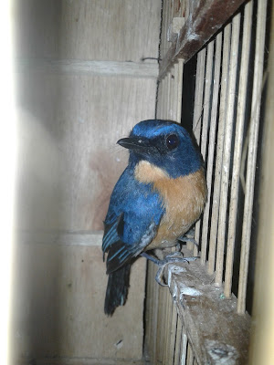 Turiman Bird