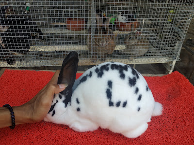 Ucup Rabbit n' Farm