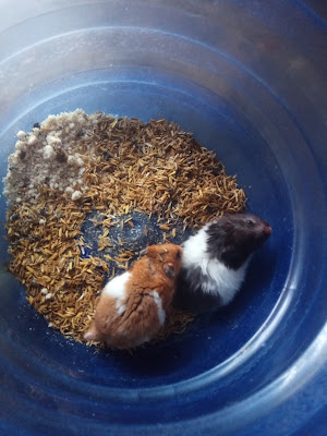 Udin Hamster