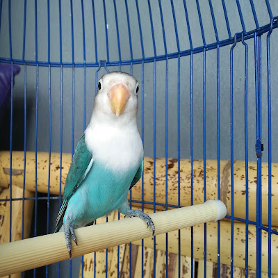 Uut Lovebird Farm