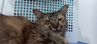 Viva Vetcare