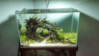 WAD aquascape hardscape