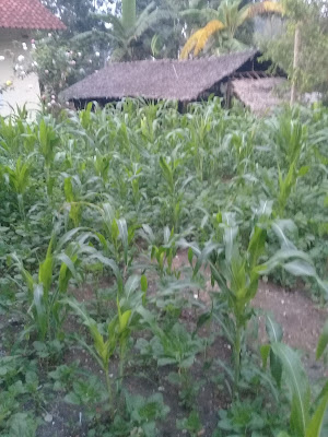 Warung Ibu Pariyah